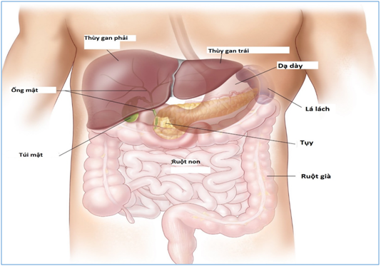 3. Chức năng của gan